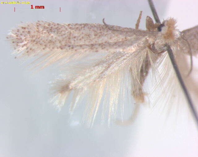 Plancia ëd Glaucolepis montana (Z. Laštuvka, A. Laštuvka & van Nieukerken ex Z. & A. Laštuvka 2007) van Nieukerken et al. 2016