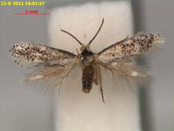 Image of Ectoedemia Nyssa Usa