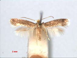 Image of Glaucolepis albiflorella (Klimesch 1978) Diškus et al. 2003