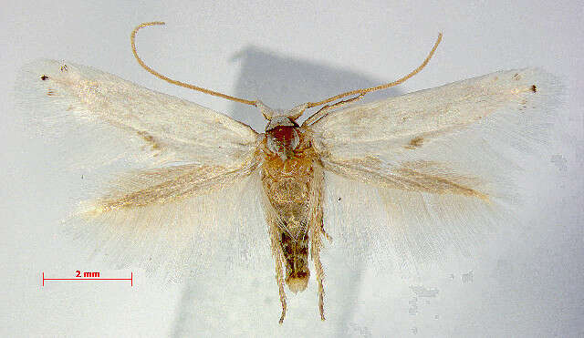 Image of Pseudopostega chalcopepla (Walsingham 1908) van Nieukerken 1996