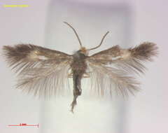 Image of Stigmella luteella (Stainton 1857) Beirne 1945