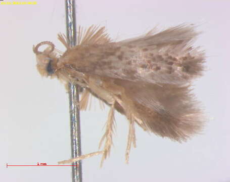 Image of Acalyptris pistaciae van Nieukerken 2007
