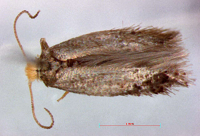 Image of Trifurcula cryptella (Stainton 1856) Johansson 1971