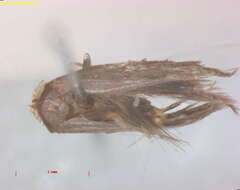 Image of Stigmella suberivora (Stainton 1869) Beirne 1945
