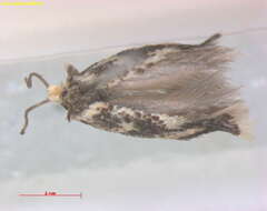 Image of Ectoedemia hannoverella (Glitz 1872) Borkowski 1972