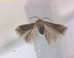 صورة Stigmella oxyacanthella (Stainton 1854) Beirne 1945