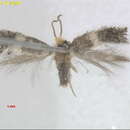 Image of Ectoedemia mahalebella (Klimesch 1936) Szocs 1978