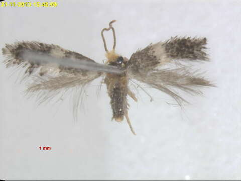 صورة Ectoedemia mahalebella (Klimesch 1936) Szocs 1978