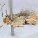 Image of Etainia peterseni (Puplesis ex Puplesis & Ivinskis 1985) Puplesis 1994