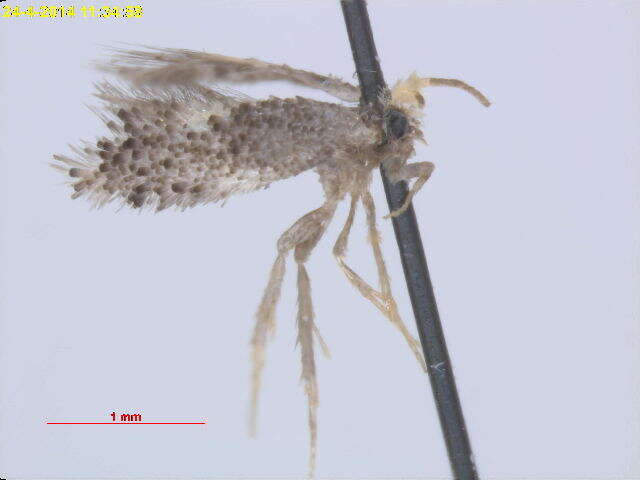 Image of Ectoedemia cerris (Zimmermann 1944) Szocs 1978