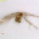 Image of <i>Ectoedemia alnifoliae</i>