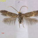 Image of Bohemannia manschurella Puplesis 1984