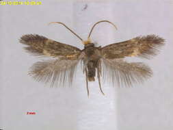 Image of Bohemannia manschurella Puplesis 1984