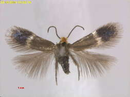 صورة Stigmella azusa Hirano 2010