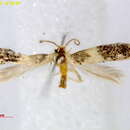 Image of Acalyptris thoracealbella (Chambers 1873) Diškus et al. 2003