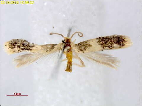 Image of Acalyptris thoracealbella (Chambers 1873) Diškus et al. 2003