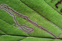 Image of Stigmella micromelis Puplesis 1985