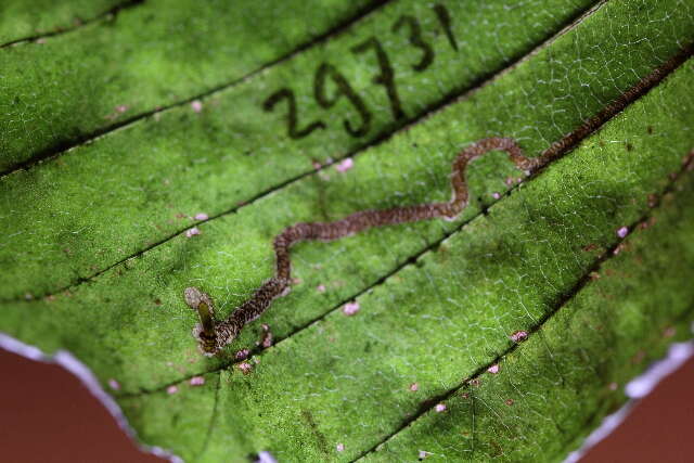 Image of Stigmella micromelis Puplesis 1985