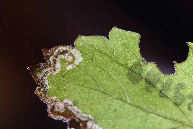 Image of Ectoedemia pilosae Puplesis 1984