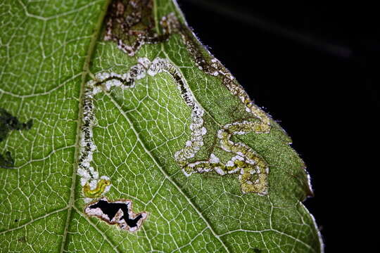 Sivun Stigmella sakhalinella Puplesis 1984 kuva