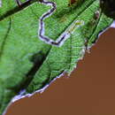 Stigmella attenuata Puplesis 1985 resmi