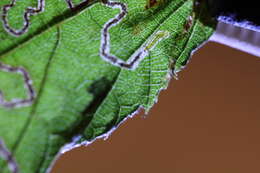 Image of Stigmella attenuata Puplesis 1985