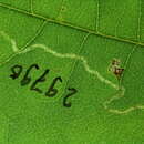 Image of Stigmella ultima Puplesis 1984