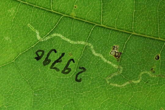 صورة Stigmella ultima Puplesis 1984