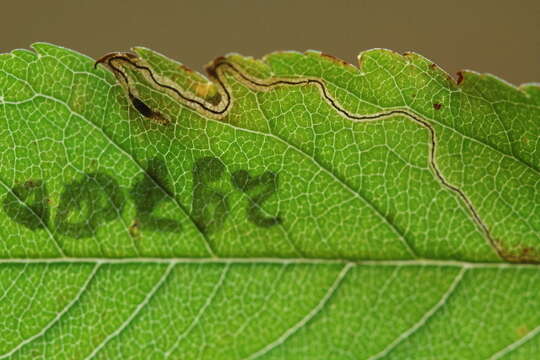 Image of Stigmella micromelis Puplesis 1985