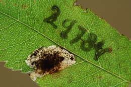 Image of Ectoedemia Sorbus Japan