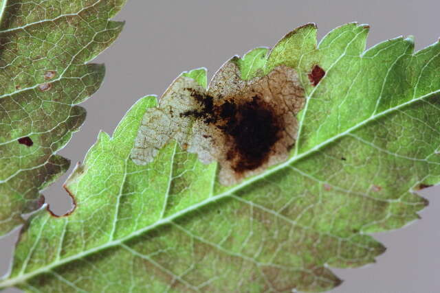 Image of Ectoedemia Sorbus Japan