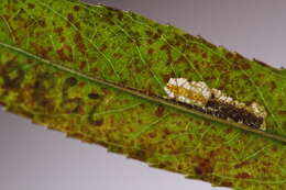 صورة Stigmella azusa Hirano 2010