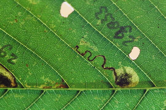 Image of Ectoedemia Aesculus Japan