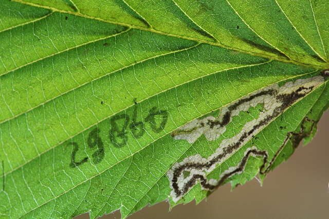 Image of Ectoedemia Carpinuscordata Japan