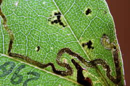 Image of Stigmella ultima Puplesis 1984