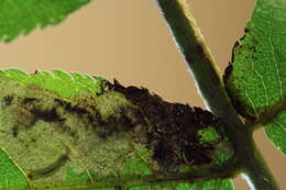 Image of <i>Ectoedemia azumensis</i>