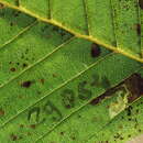 Image of Ectoedemia Alnus Japan