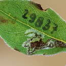 Image of Ectoedemia Rhododendron Japan