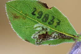 Image of Ectoedemia Rhododendron Japan