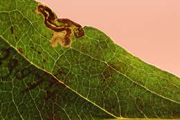 Image of Ectoedemia Pourthiaea Japan