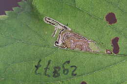 Image of Ectoedemia Prunus Japan