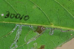 Image of Fomoria Callicarpa Japan