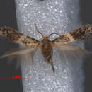 Image of Ectoedemia hendrikseni A. Laštuvka, Z. Laštuvka & van Nieukerken ex van Nieukerken et al. 2010