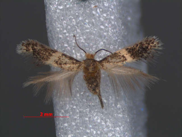 Image of Ectoedemia hendrikseni A. Laštuvka, Z. Laštuvka & van Nieukerken ex van Nieukerken et al. 2010