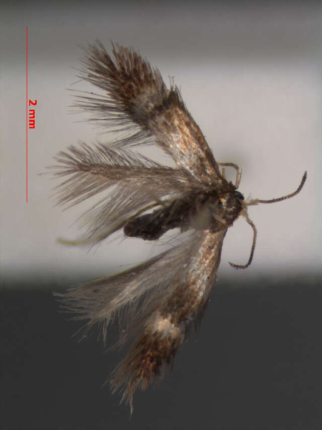 Image of Stigmella luteella (Stainton 1857) Beirne 1945