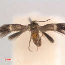 Image of Stigmella Acaciafimbriata Qld