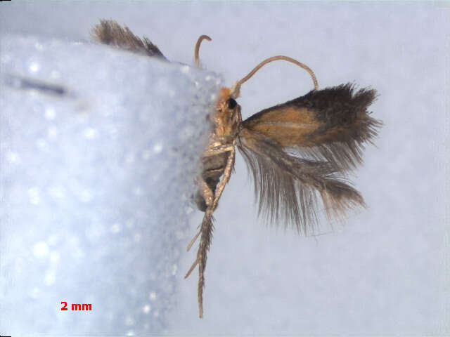 Image of Etainia ochrefasciella (Chambers 1873) Puplesis et al. 1996