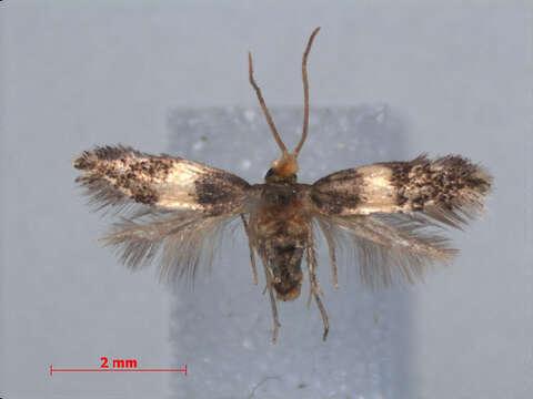 Image of Etainia ochrefasciella (Chambers 1873) Puplesis et al. 1996