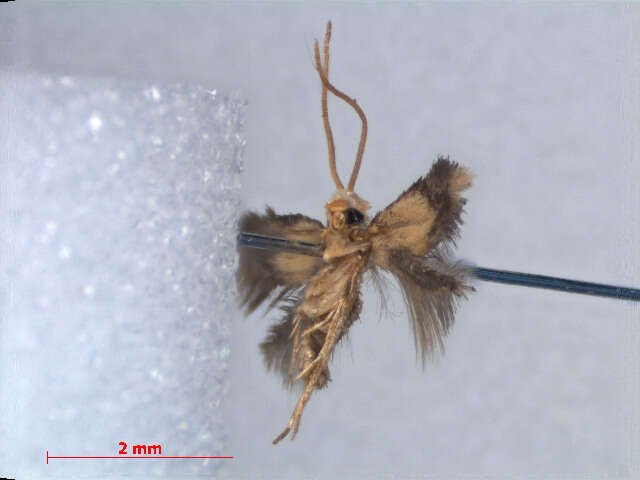 Image of Etainia ochrefasciella (Chambers 1873) Puplesis et al. 1996