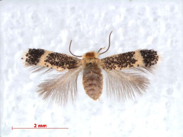 Image of Trifurcula eurema (Tutt 1899) Johansson 1971